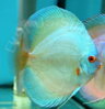 Discus Terčovec  Blue Saphire