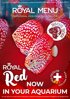 ROYAL MENU RED  veľkosť S Pre 2-4cm