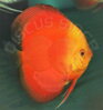 Discus Terčovec Georgeus Red