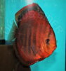 Discus Terčovec Red Cower