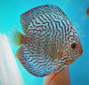 Discus Terčovec Red Tyrkys Tiger