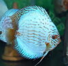 Discus Terčovec Turquise Blue Neon