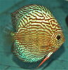 Discus Terčovec WILD ROYAL X RED TURQUOISE