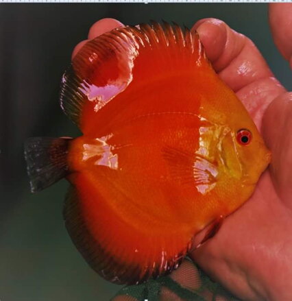 Discus Terčovec Red Melon