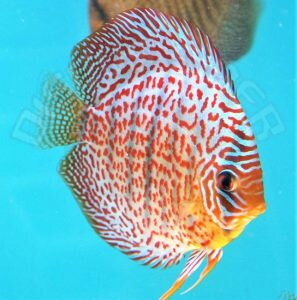 Discus Terčovec Leopard