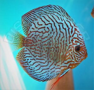 Discus Terčovec Red Tyrkys Tiger