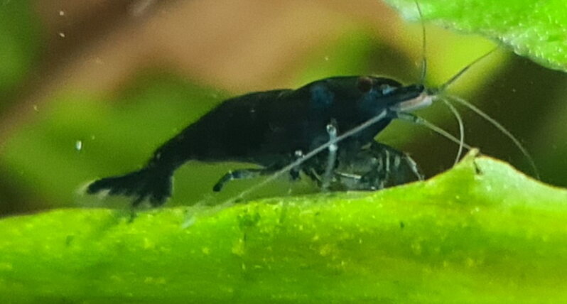 Krevetka Blue dream (Neocaridina davidi) 10ks