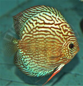 Discus Terčovec WILD ROYAL X RED TURQUOISE